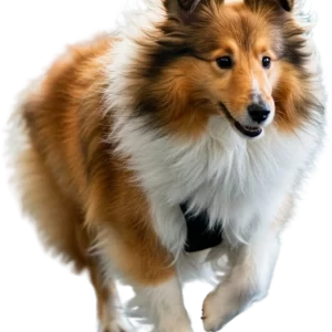 img-banner-dog-school-academy-001-y