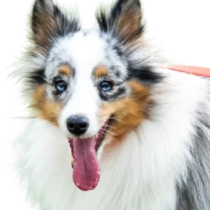 img-banner-dog-school-academy-001-z-2